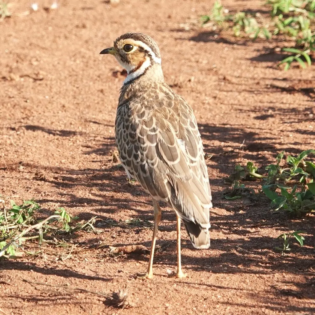 栗颈走鸻(Rhinoptilus cinctus)