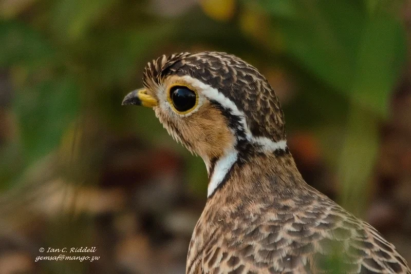 栗颈走鸻(Rhinoptilus cinctus)