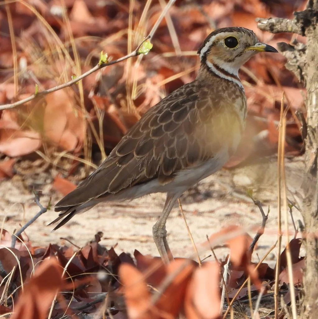 栗颈走鸻(Rhinoptilus cinctus)
