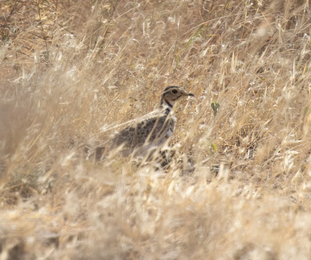 栗颈走鸻(Rhinoptilus cinctus)