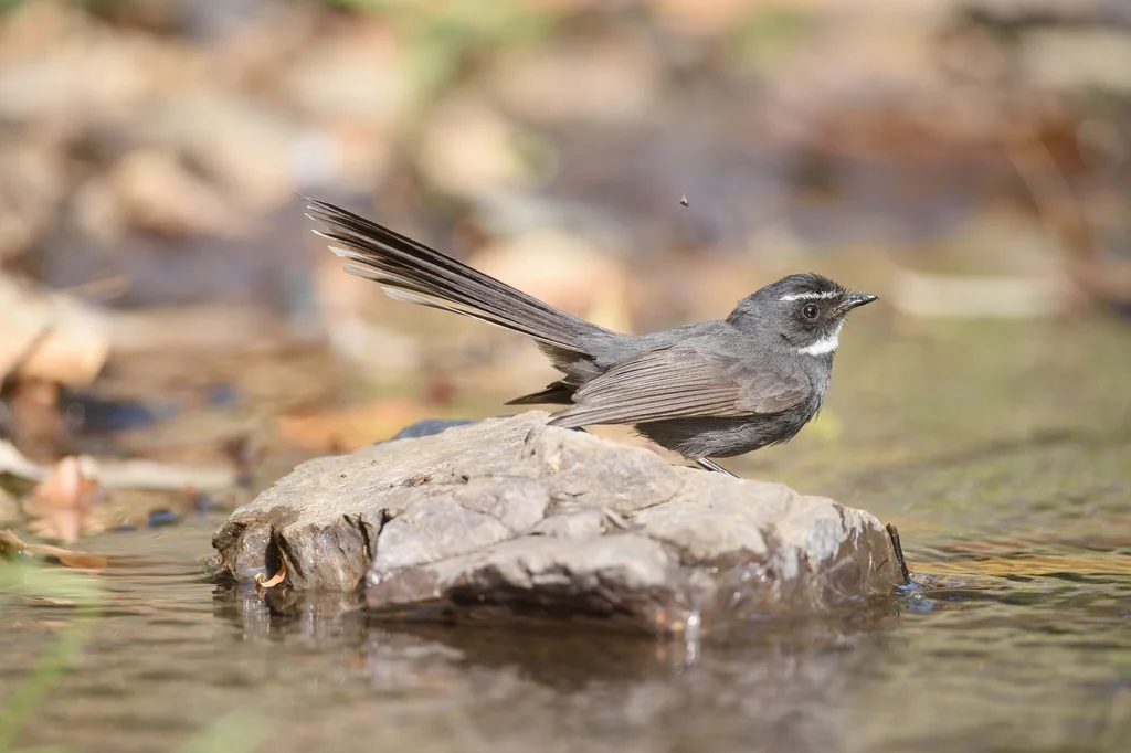 白喉扇尾鹟（Rhipidura albicollis）