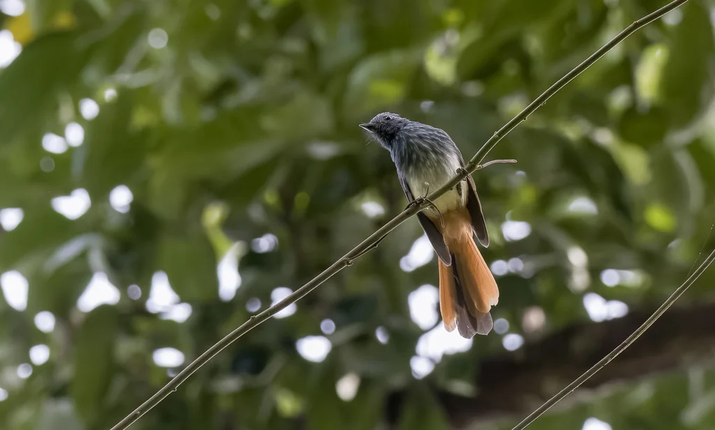 白腹蓝头扇尾鹟（Rhipidura albiventris）