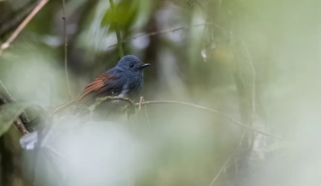 白腹蓝头扇尾鹟（Rhipidura albiventris）
