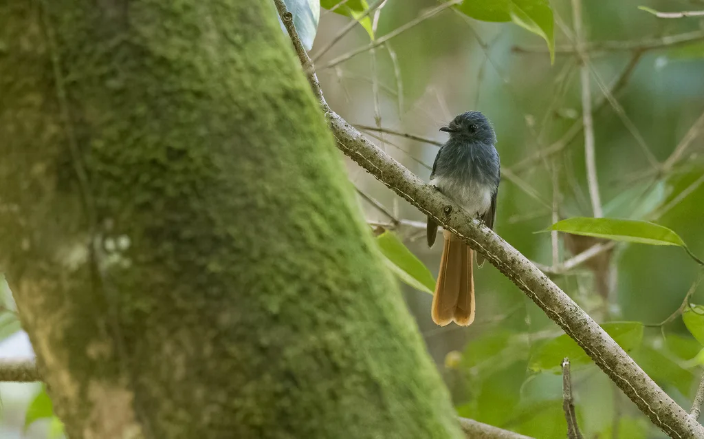 白腹蓝头扇尾鹟（Rhipidura albiventris）