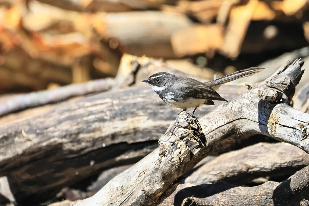 白点扇尾鹟（Rhipidura albogularis）