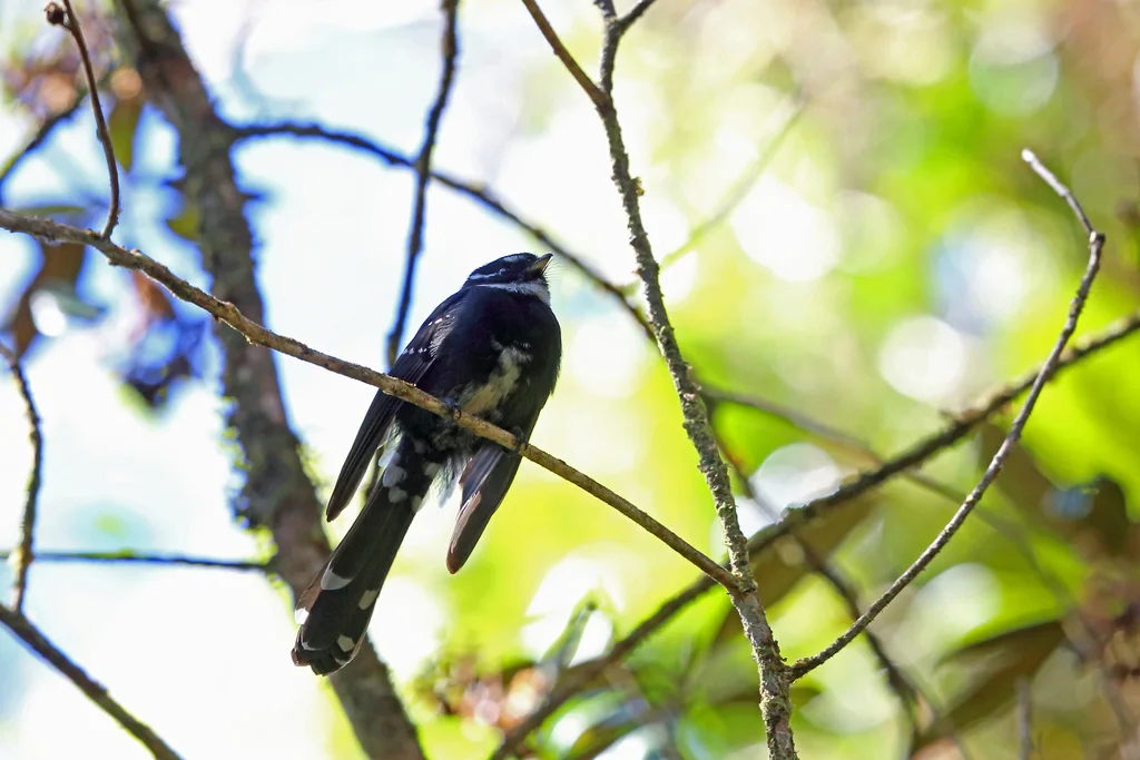 睦扇尾鹟(Rhipidura albolimbata)