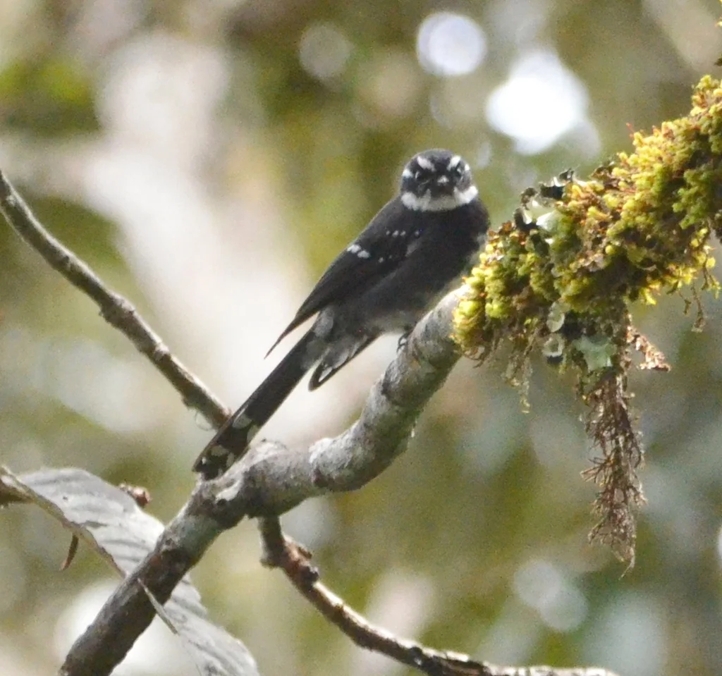 睦扇尾鹟(Rhipidura albolimbata)