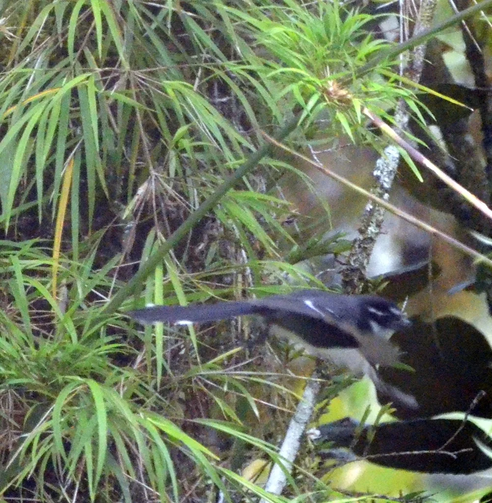 睦扇尾鹟（Rhipidura albolimbata）