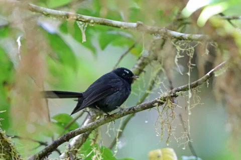黑扇尾鹟