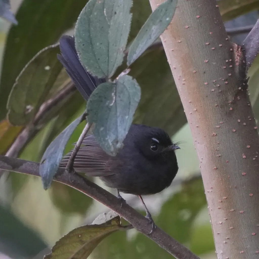 黑扇尾鹟(Rhipidura atra)