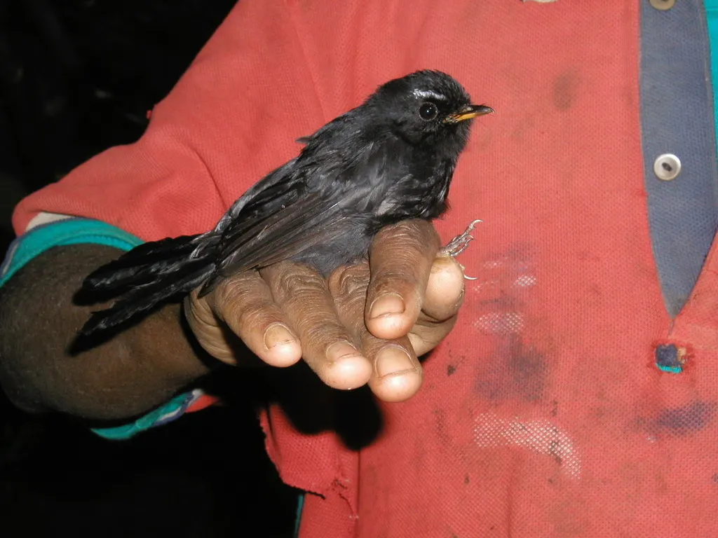 黑扇尾鹟(Rhipidura atra)