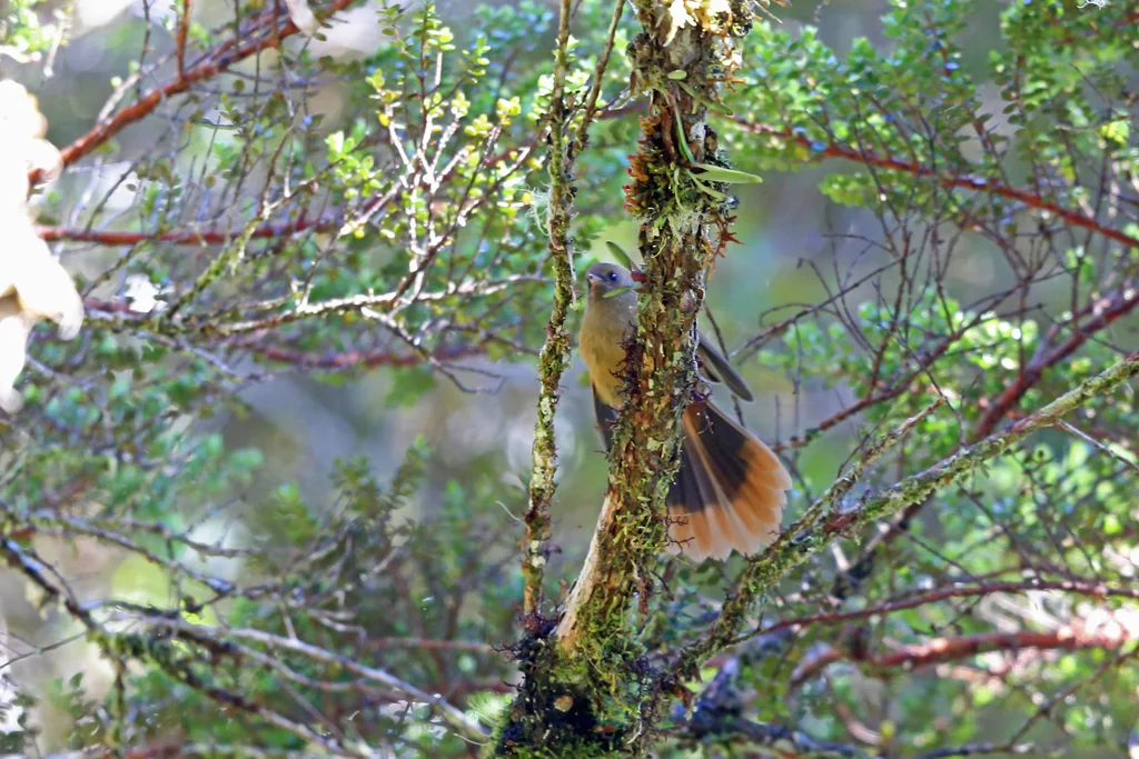 棕色扇尾鹟（Rhipidura brachyrhyncha）