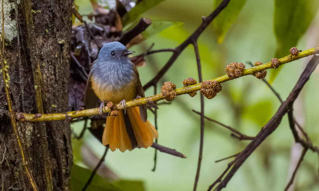 蓝头扇尾鹟(Rhipidura cyaniceps)