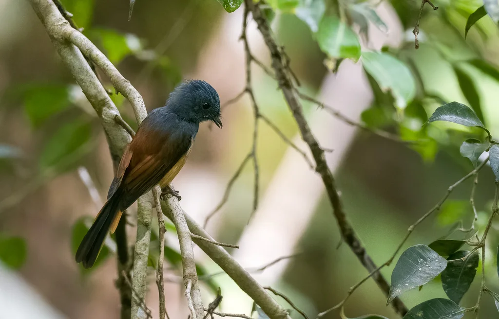 蓝头扇尾鹟(Rhipidura cyaniceps)