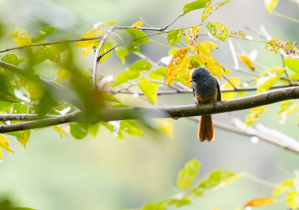 蓝头扇尾鹟(Rhipidura cyaniceps)