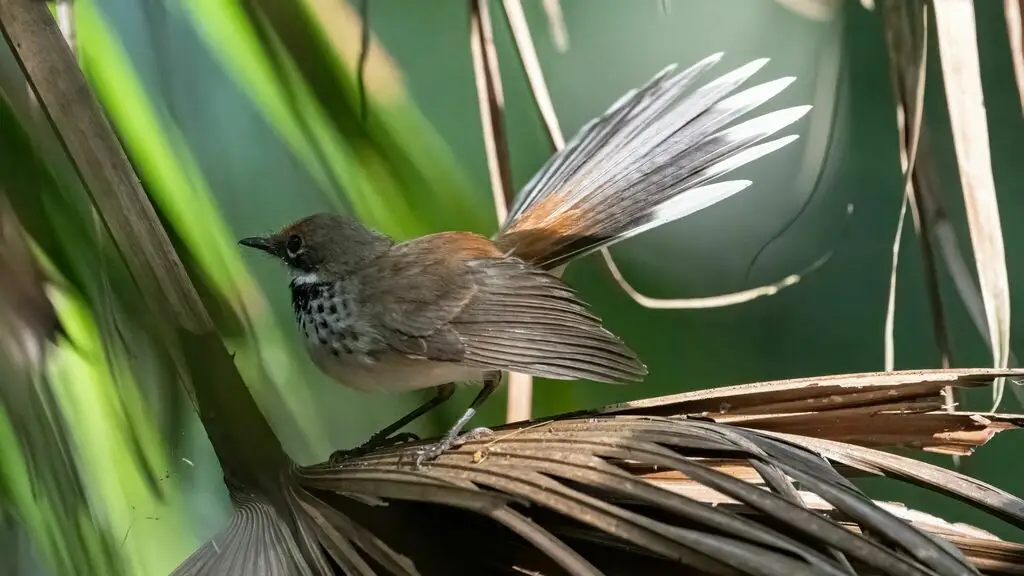杂色扇尾鹟(Rhipidura dryas)