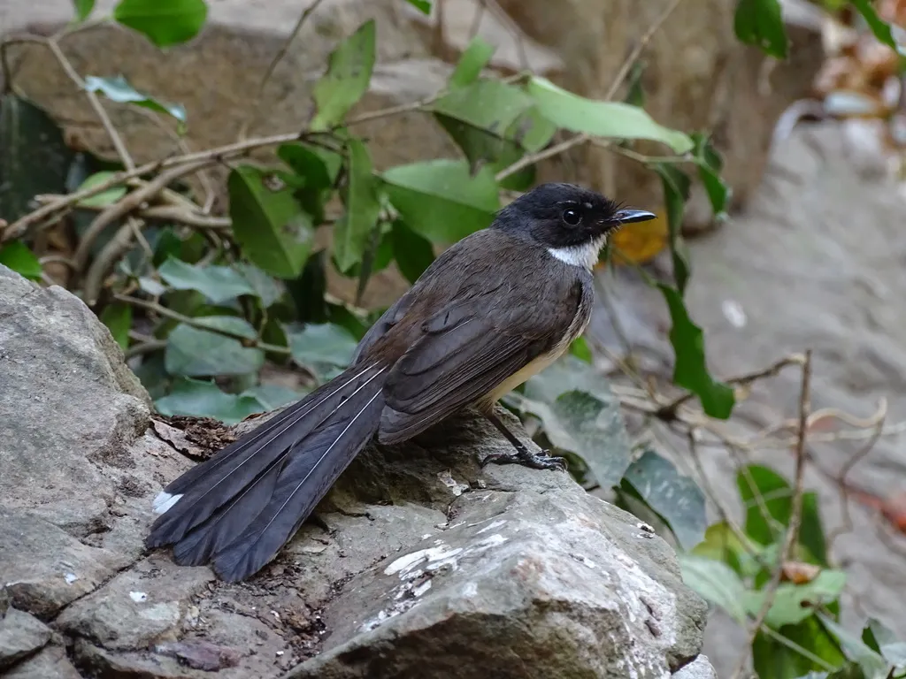 斑扇尾鹟(Rhipidura javanica)