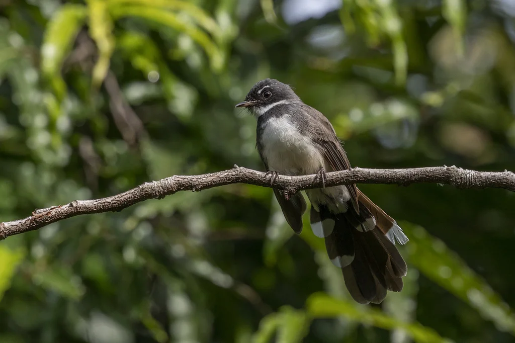 斑扇尾鹟(Rhipidura javanica)