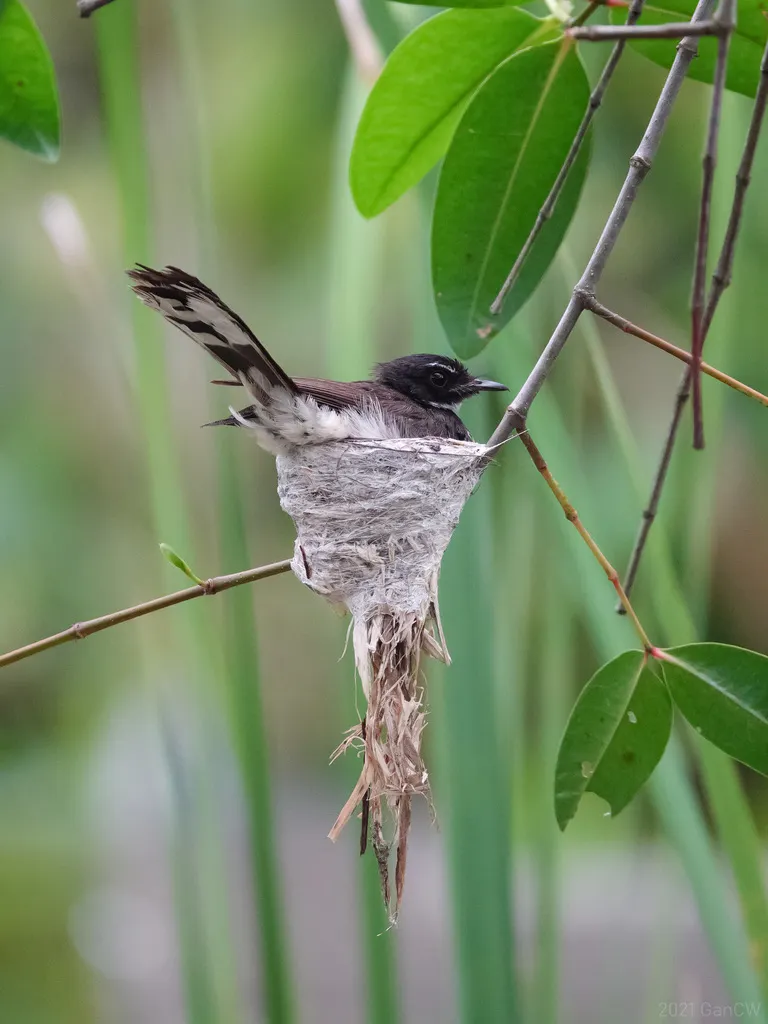 斑扇尾鹟(Rhipidura javanica)