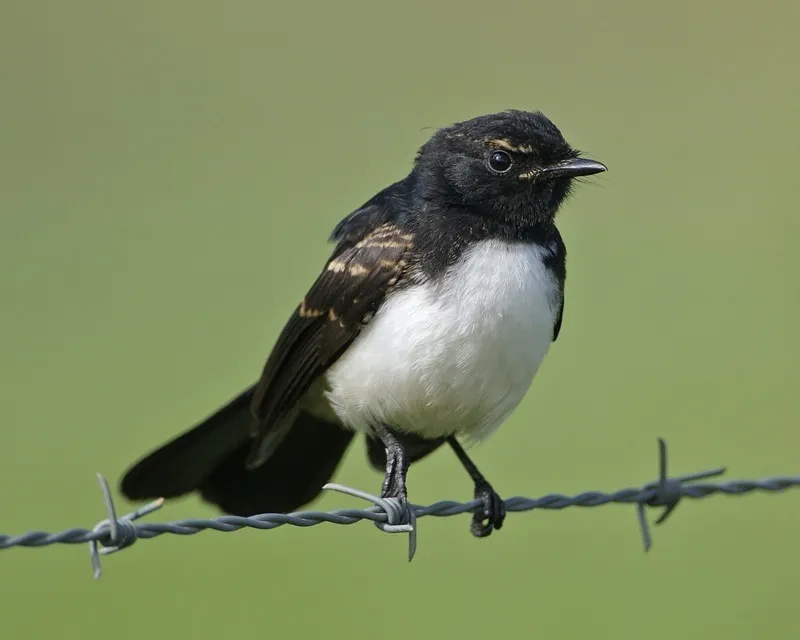 黑白扇尾鹟（Rhipidura leucophrys）