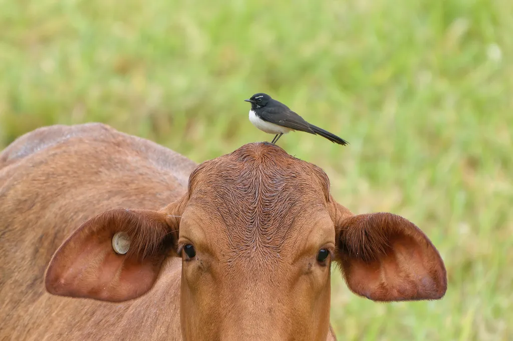 黑白扇尾鹟（Rhipidura leucophrys）