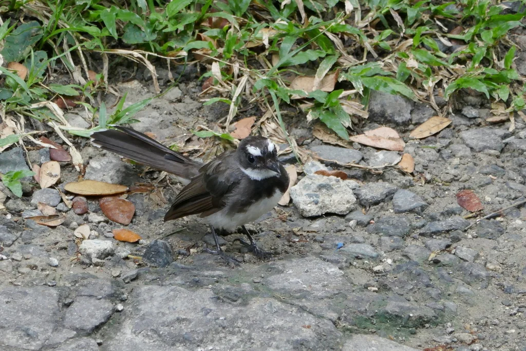 菲律宾斑扇尾鹟(Rhipidura nigritorquis)