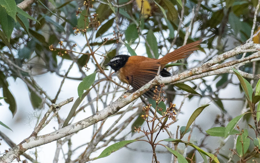 黑桂扇尾鹟（Rhipidura nigrocinnamomea）