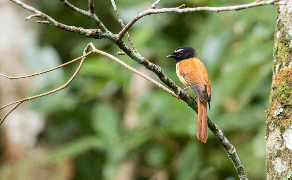 黑桂扇尾鹟（Rhipidura nigrocinnamomea）