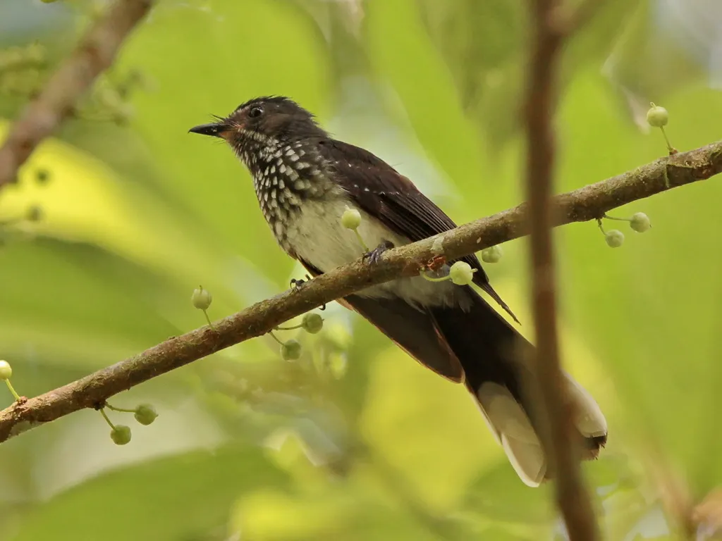 珠点扇尾鹟(Rhipidura perlata)