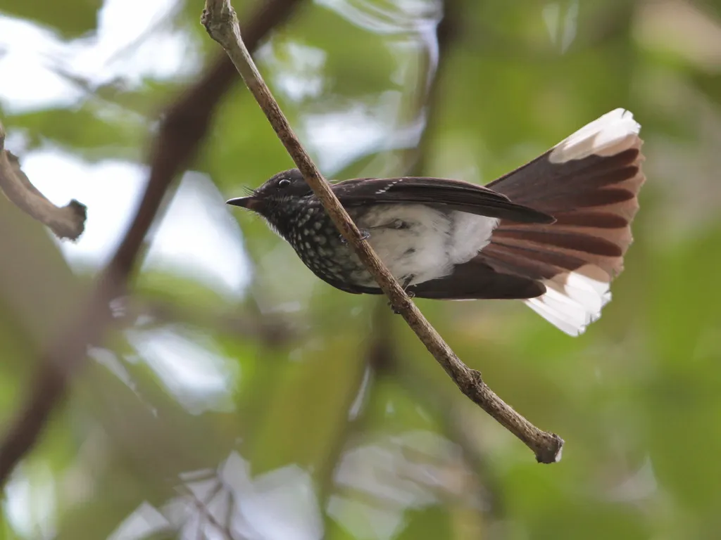 珠点扇尾鹟(Rhipidura perlata)