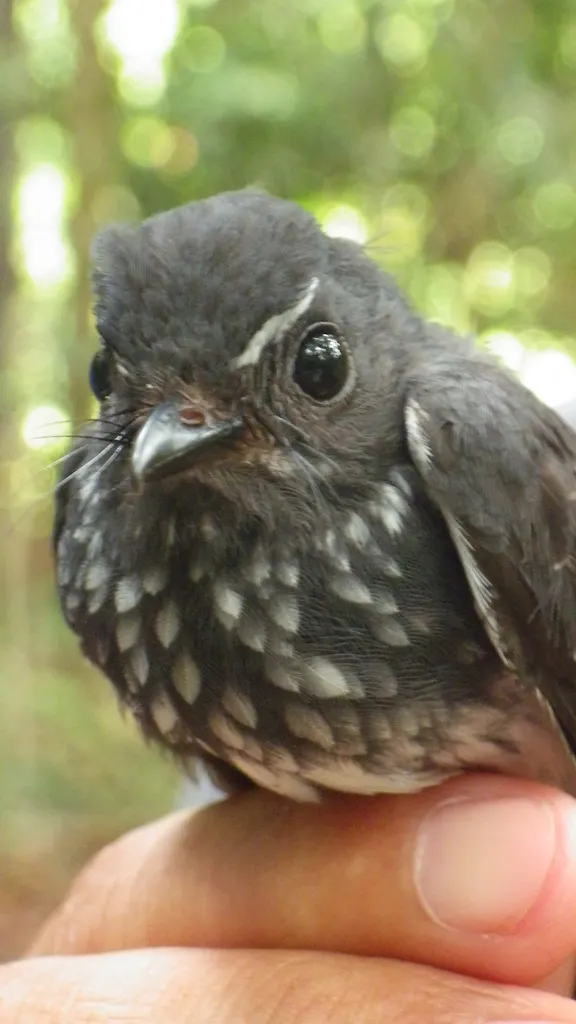 珠点扇尾鹟(Rhipidura perlata)