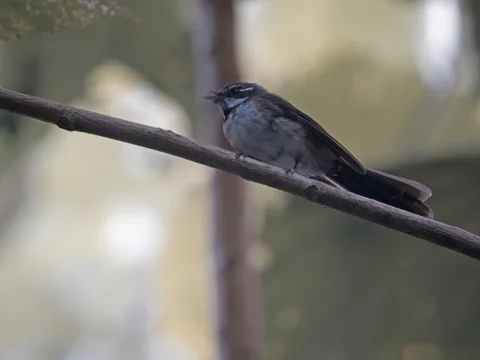 坎大扇尾鹟