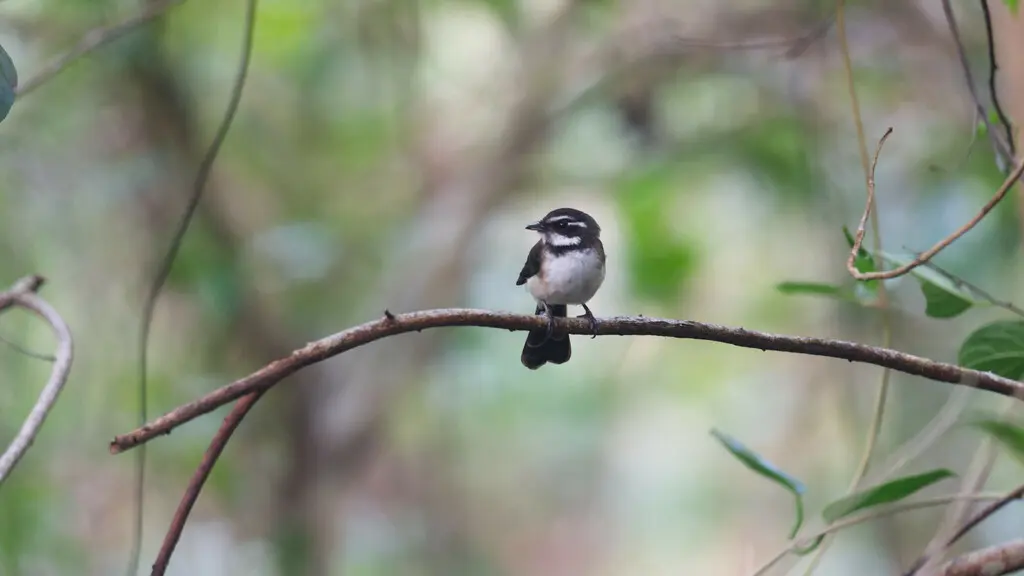 坎大扇尾鹟（Rhipidura personata）
