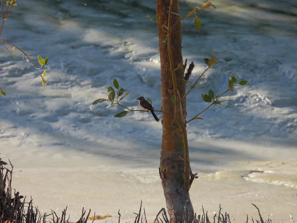 红树扇尾鹟(Rhipidura phasiana)