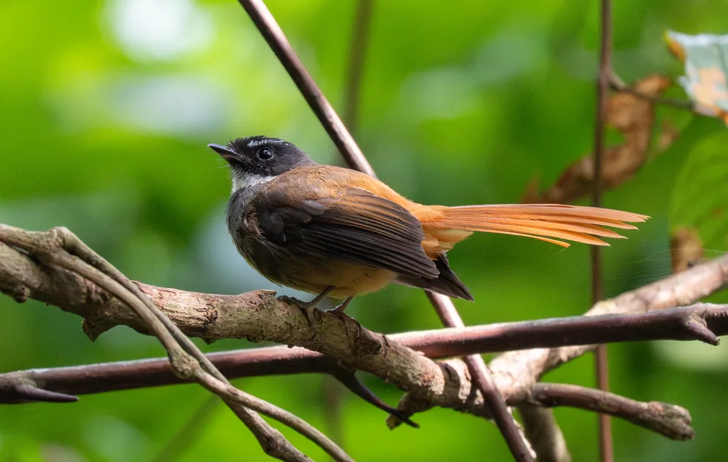 红尾扇尾鹟(Rhipidura phoenicura)