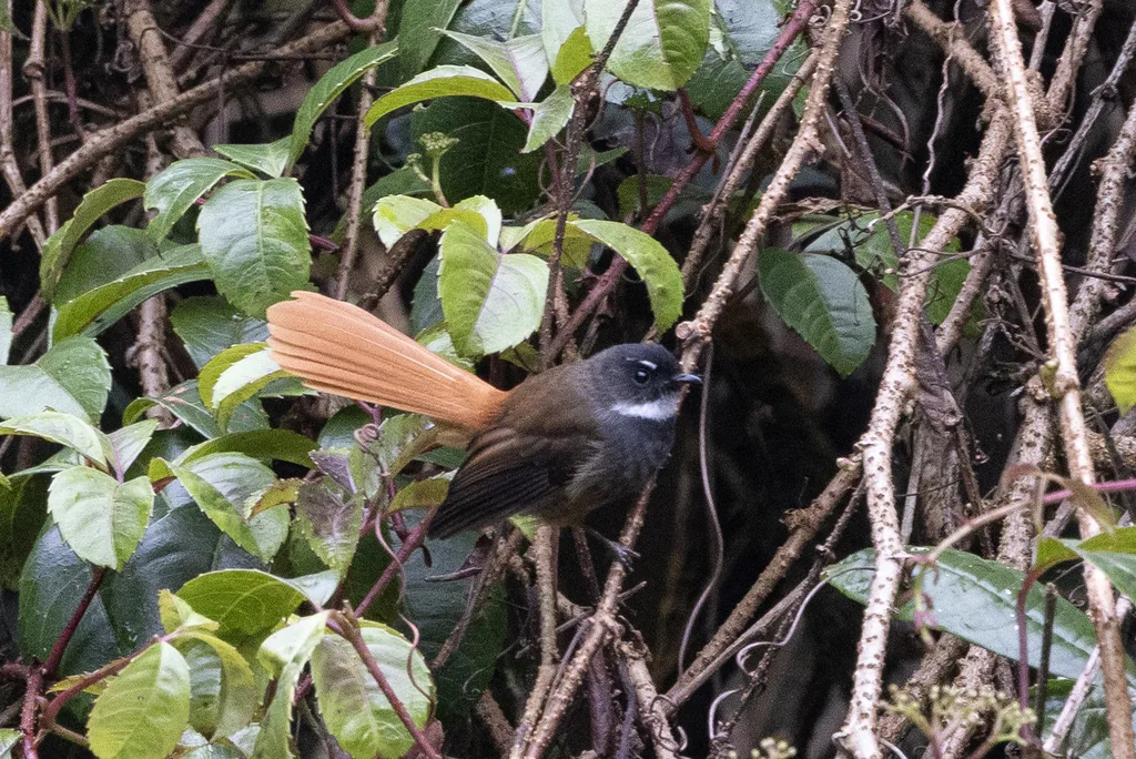 红尾扇尾鹟(Rhipidura phoenicura)