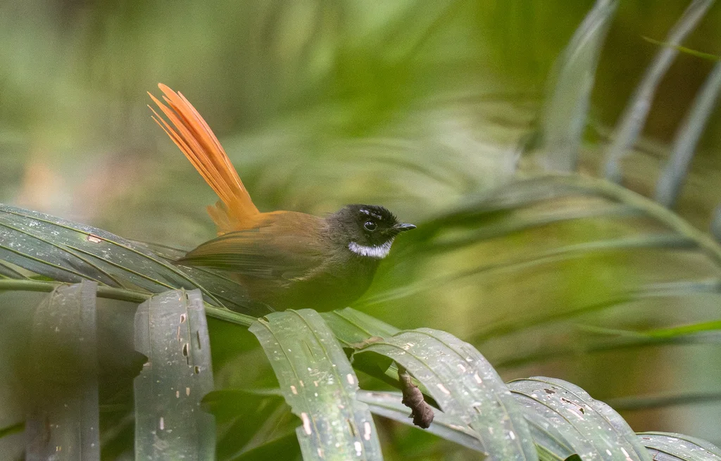 红尾扇尾鹟(Rhipidura phoenicura)
