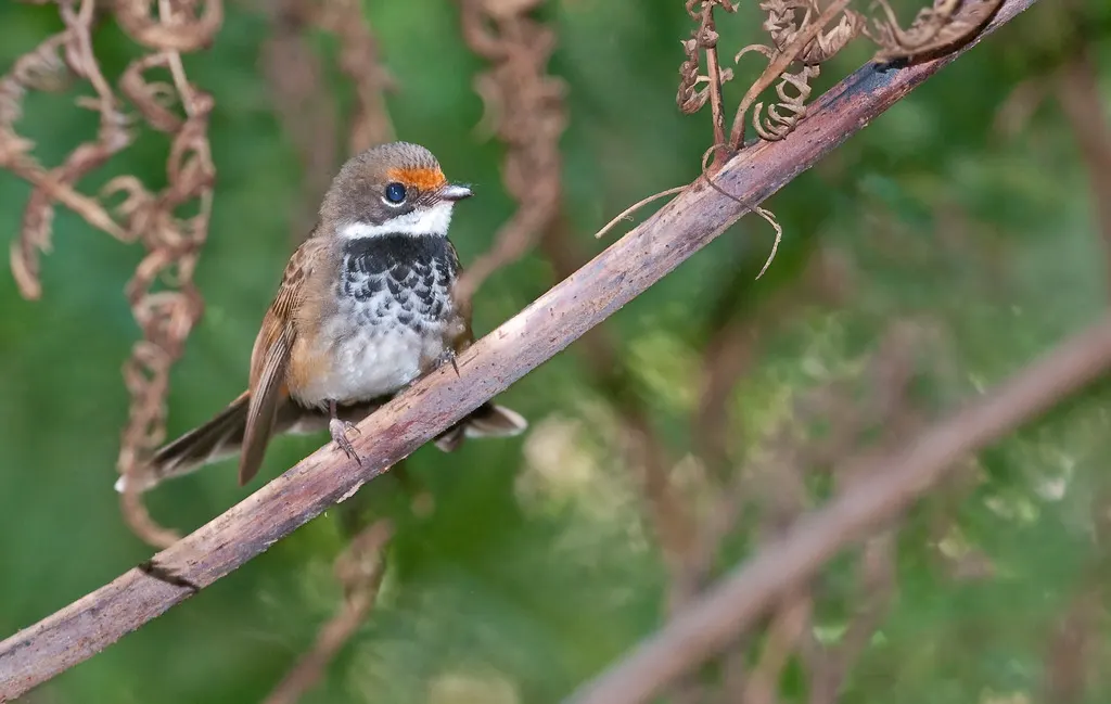 棕额扇尾鹟（Rhipidura rufifrons）