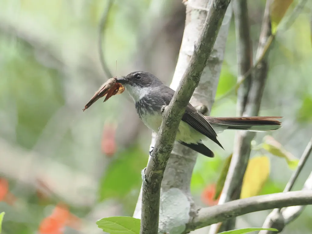 北扇尾鹟（Rhipidura rufiventris）