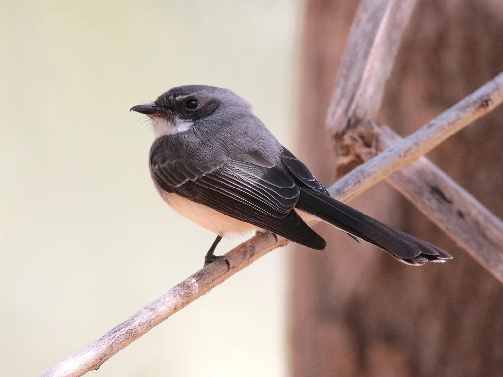 北扇尾鹟（Rhipidura rufiventris）