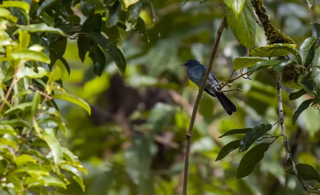 北方蓝扇尾鹟（Rhipidura samarensis）