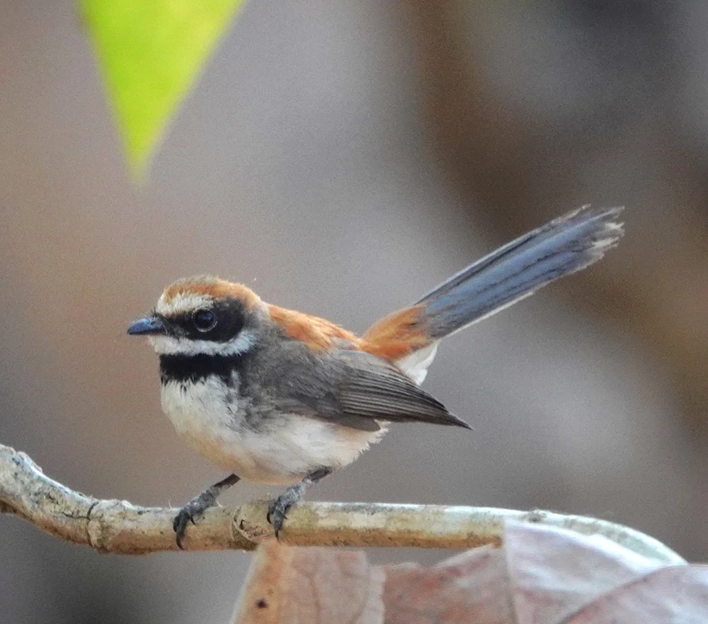 褐背扇尾鹟（Rhipidura semicollaris）