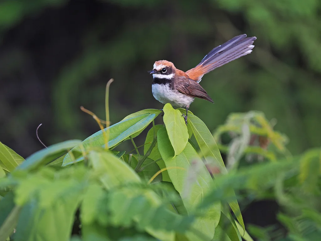 褐背扇尾鹟（Rhipidura semicollaris）