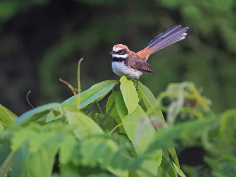 褐背扇尾鹟