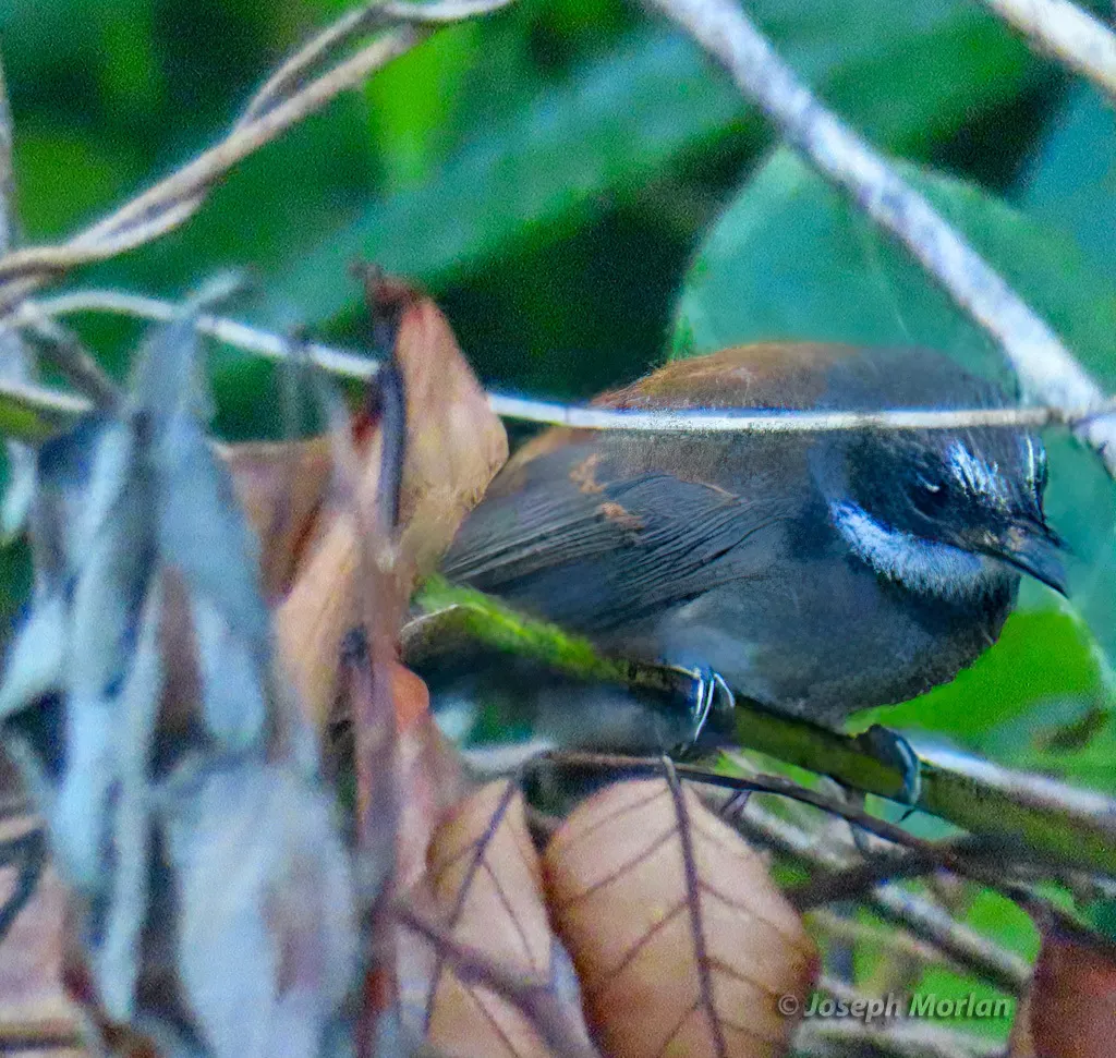 褐背扇尾鹟（Rhipidura semicollaris）