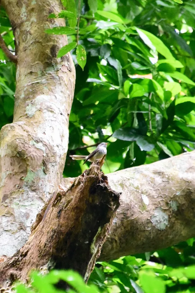 瓦努阿图点胸扇尾鹟（Rhipidura spilodera）