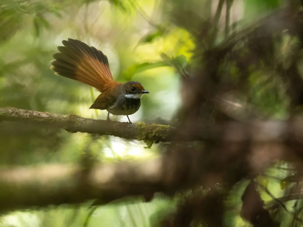 塔利亚布岛扇尾鹟(Rhipidura sulaensis)