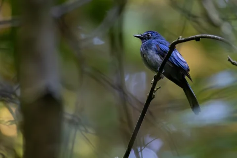 蓝扇尾鹟
