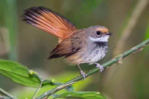 锈腹扇尾鹟