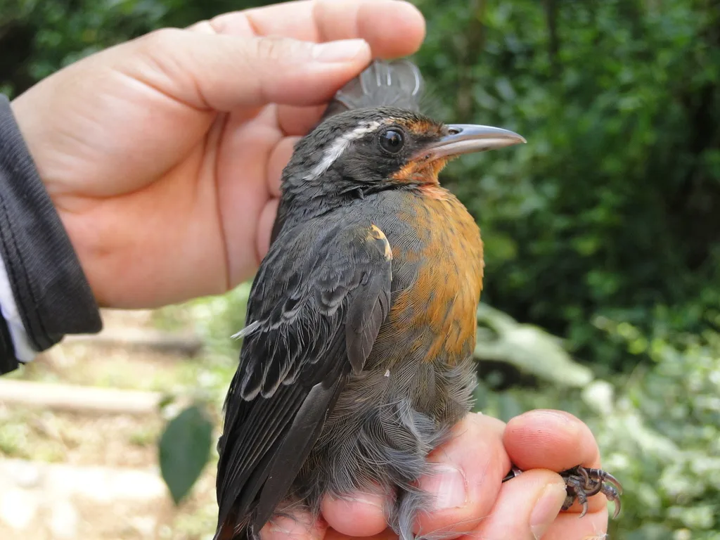 鸫唐纳雀（Rhodinocichla rosea）